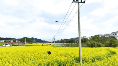 Electricity Illuminates Spring Fields