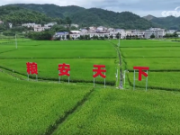【新思想引领新征程】严守耕地红线 提升耕地质量