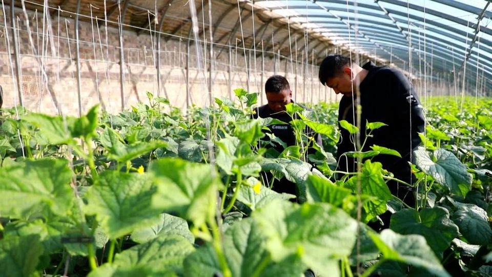 新华视点|产业“破题” 绘就振兴“答卷”