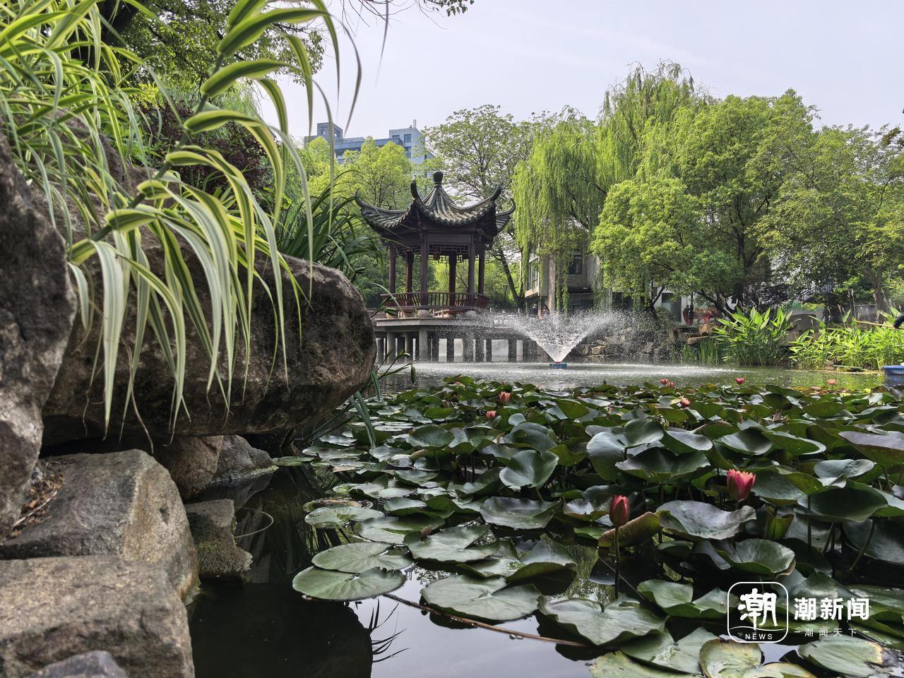 好运“莲莲”！杭州小区池塘的罕见双色睡莲盛开