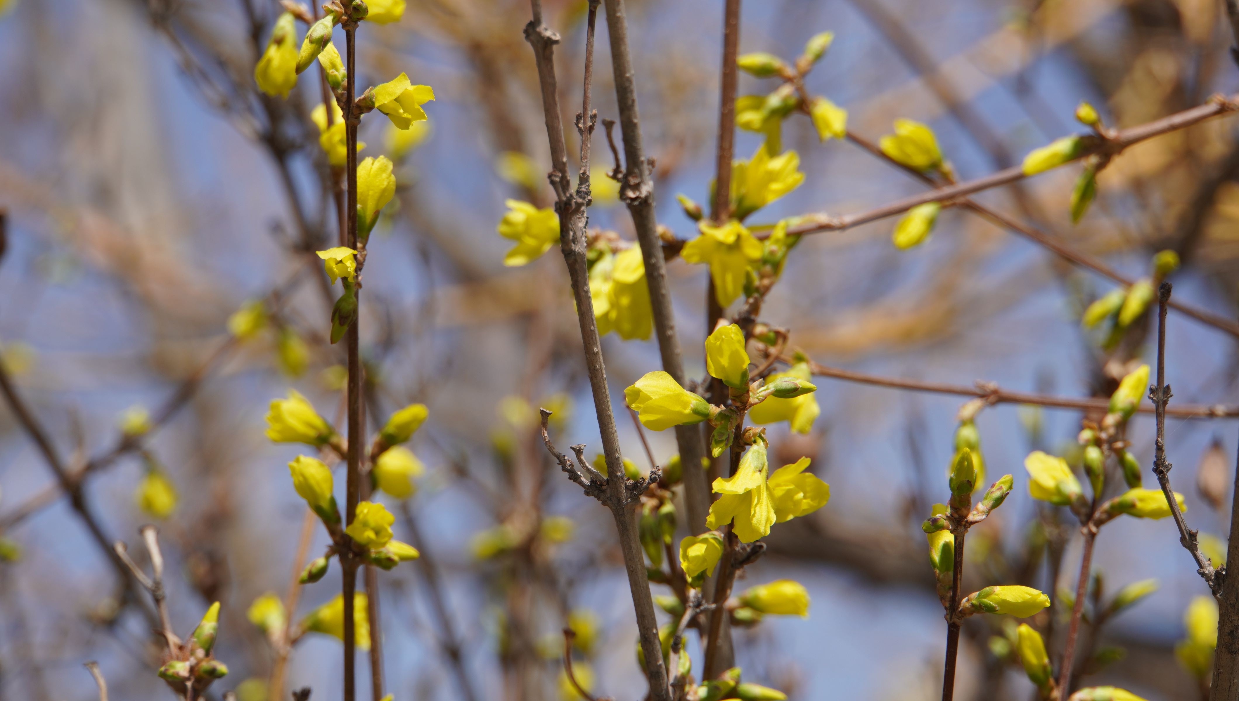 金城春信至 繁花绘盛景