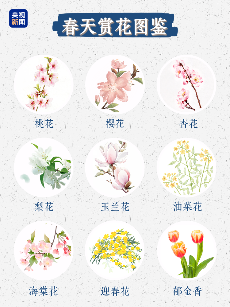 春日限定浪漫！没有什么是这些花不能治愈的