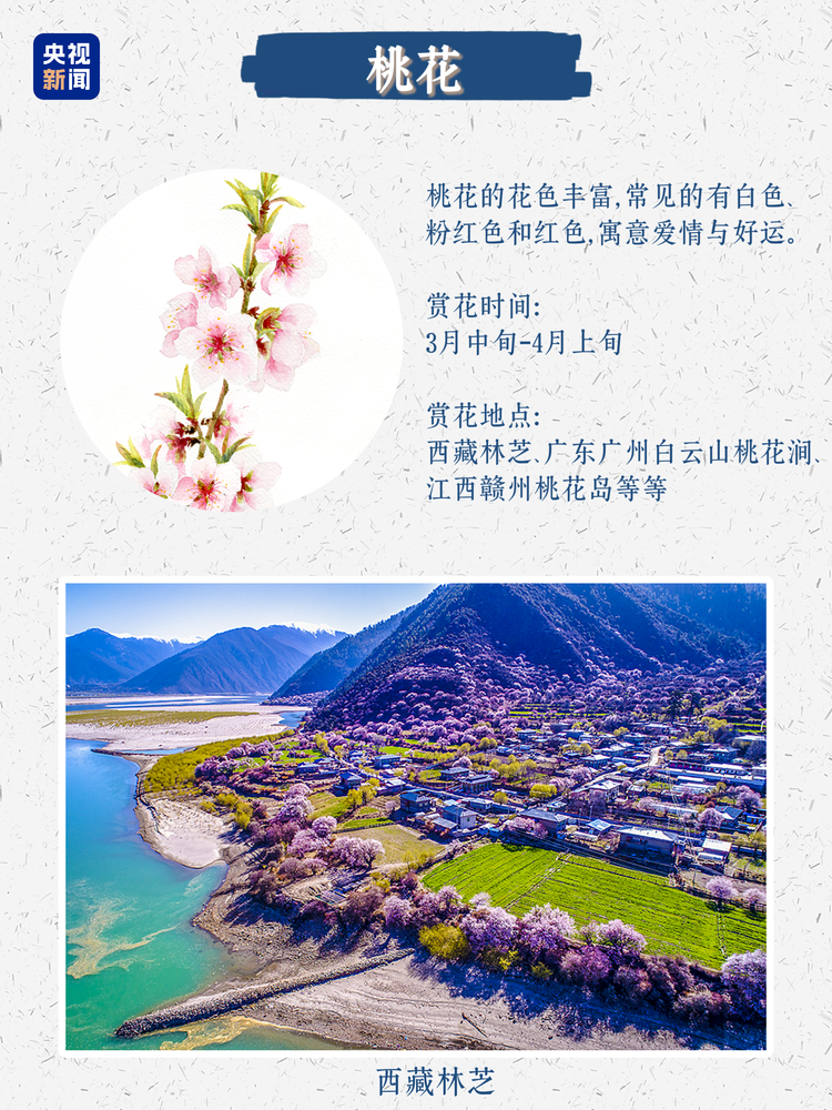春日限定浪漫！没有什么是这些花不能治愈的