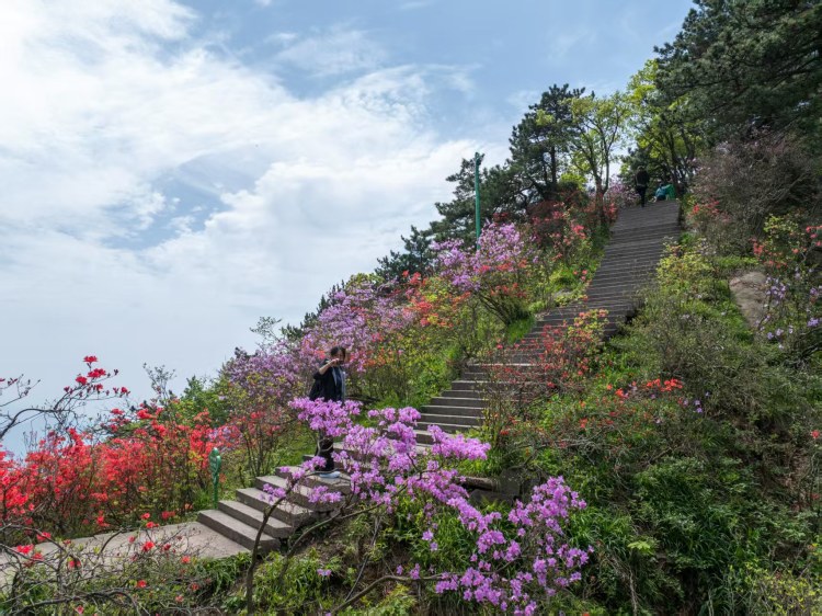 安徽池州：高山杜鹃始盛开 半山葱茏半山粉_fororder_池州2