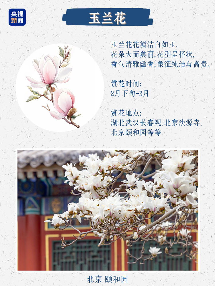 春日限定浪漫！没有什么是这些花不能治愈的