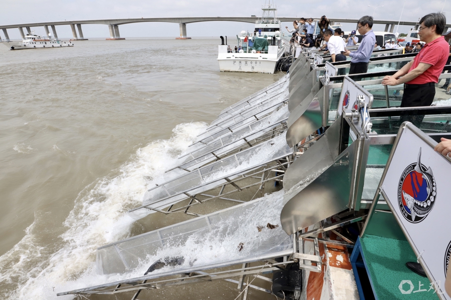 在长江“终点”守望生命“起点”：上海与一尾鲟的“生态之约”