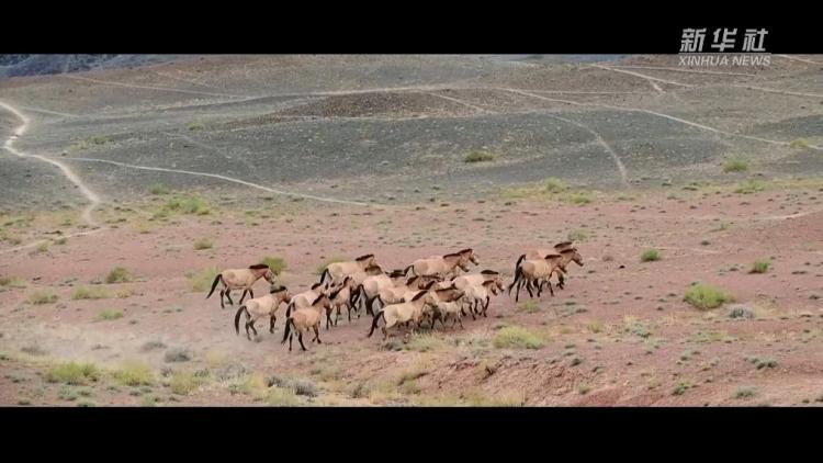 新春走基层丨旷野逐风：守护普氏野马的日与夜