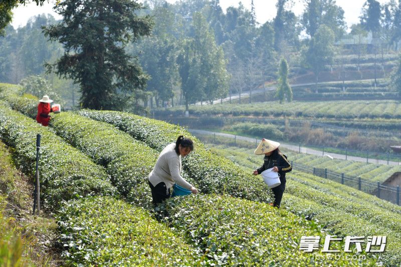 湖南长沙：春茶吐新绿 村民采茶忙_fororder_2
