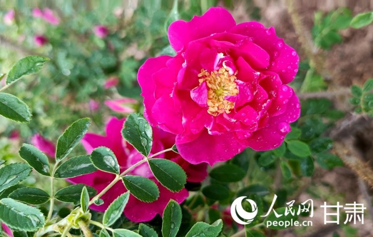 【甘快看】全力打造“玫瑰之都” 兰州规划苦水玫瑰产业发展新蓝图