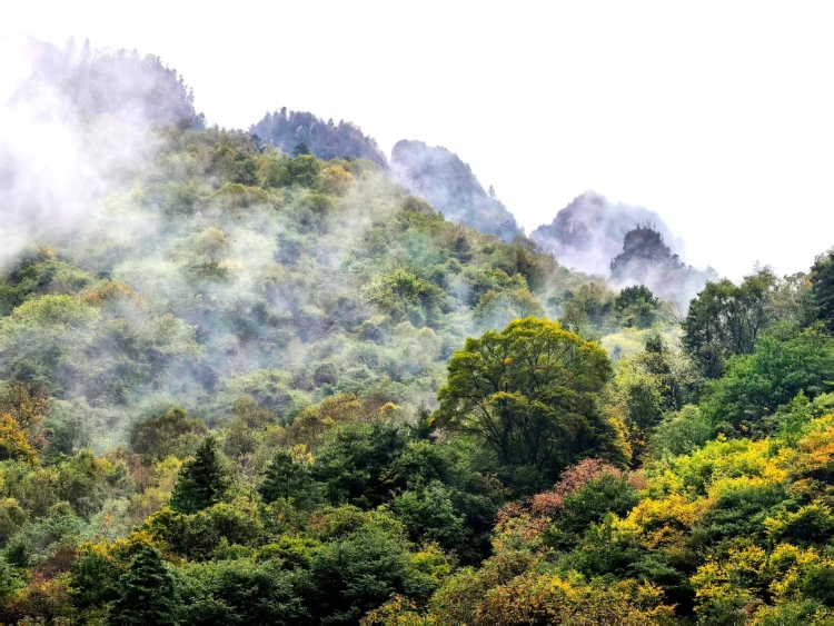 陇南宕昌:“智慧+服务”绘就文旅融合新图景_fororder_1f63677a7d4445eaba8efa425de68271