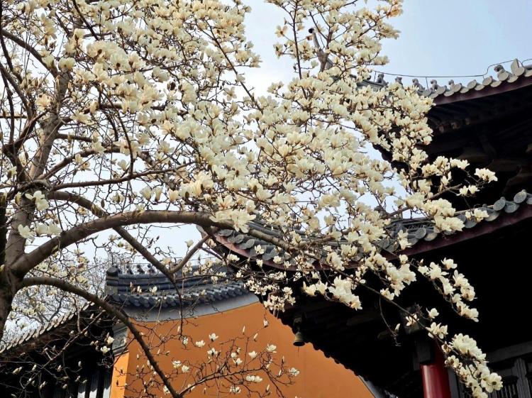 文化中国行·文博日历丨早春玉兰开 一起到全国古迹去追花（附打卡攻略）