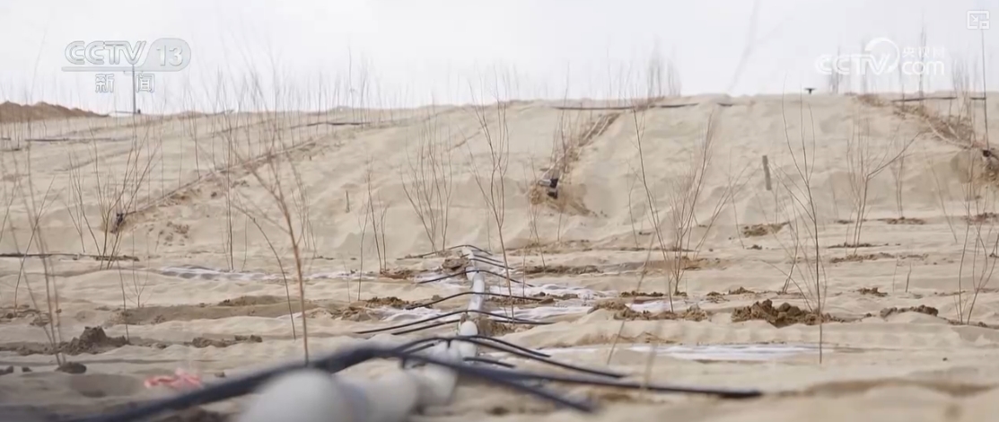 兼具治理与发展!防沙治沙新奇迹接续不绝 “锁”沙逐绿拓宽“绿色防线”