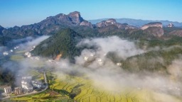 遍地金黄入画来 湖南多地油菜花迎来最美花期