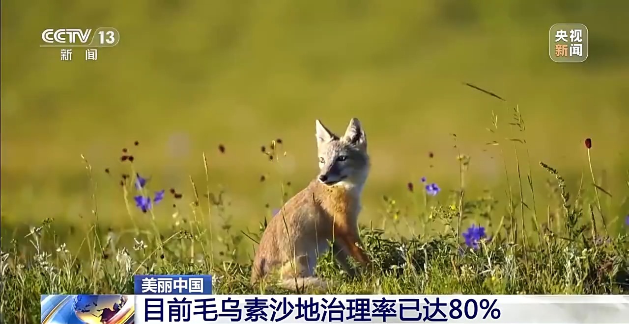 毛乌素沙地治理率已达80% 下一个目标：100%！
