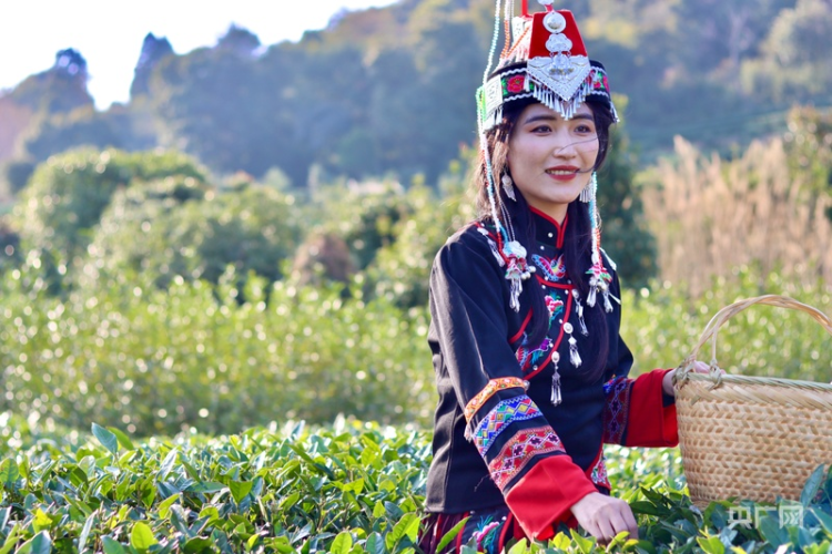 云遇丰收节·采茶春山上｜歌舞庆茶丰 兴业富山乡