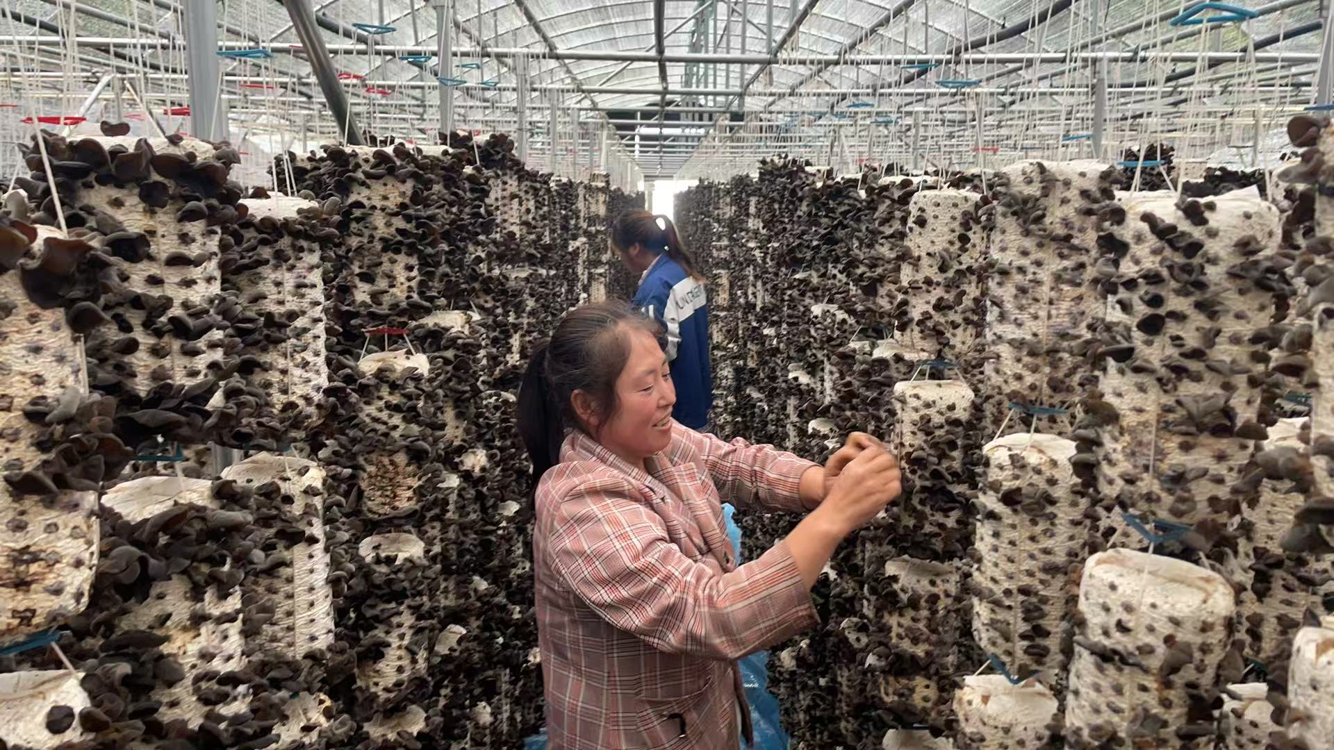天水市清水县白沙镇：头茬黑木耳采摘 绘就产业新“丰”景_fororder_采摘木耳