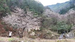 湖南衡山紫盖峰野山樱盛放