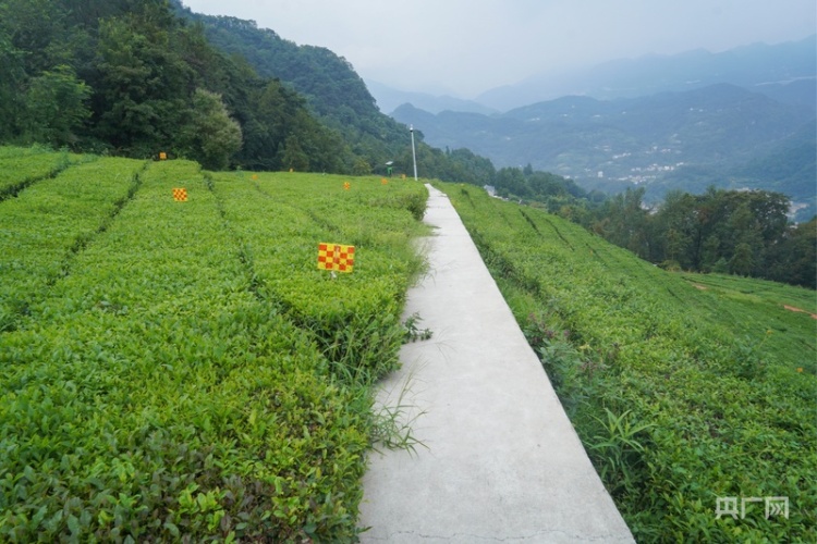 活力中国调研行｜从 “卖茶叶” 到 “卖体验” 一片绿叶的增值之道