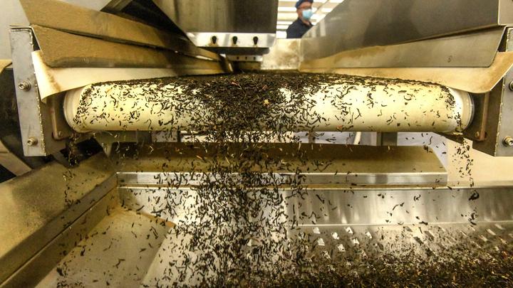 宝藏之城丨这座小城的茉莉花香飘世界