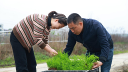 湖南新邵县18.3万亩早稻移栽全面展开