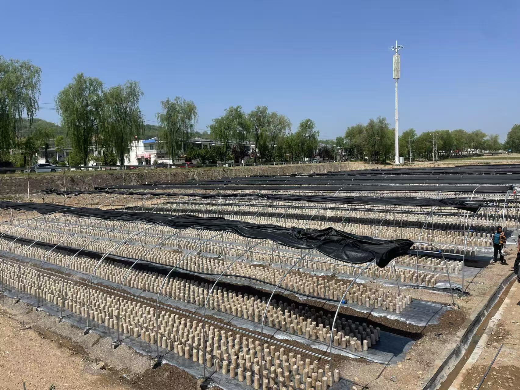 天水清水：白沙镇“五项举措” 打造食用菌产业龙头乡镇_fororder_木耳产业园