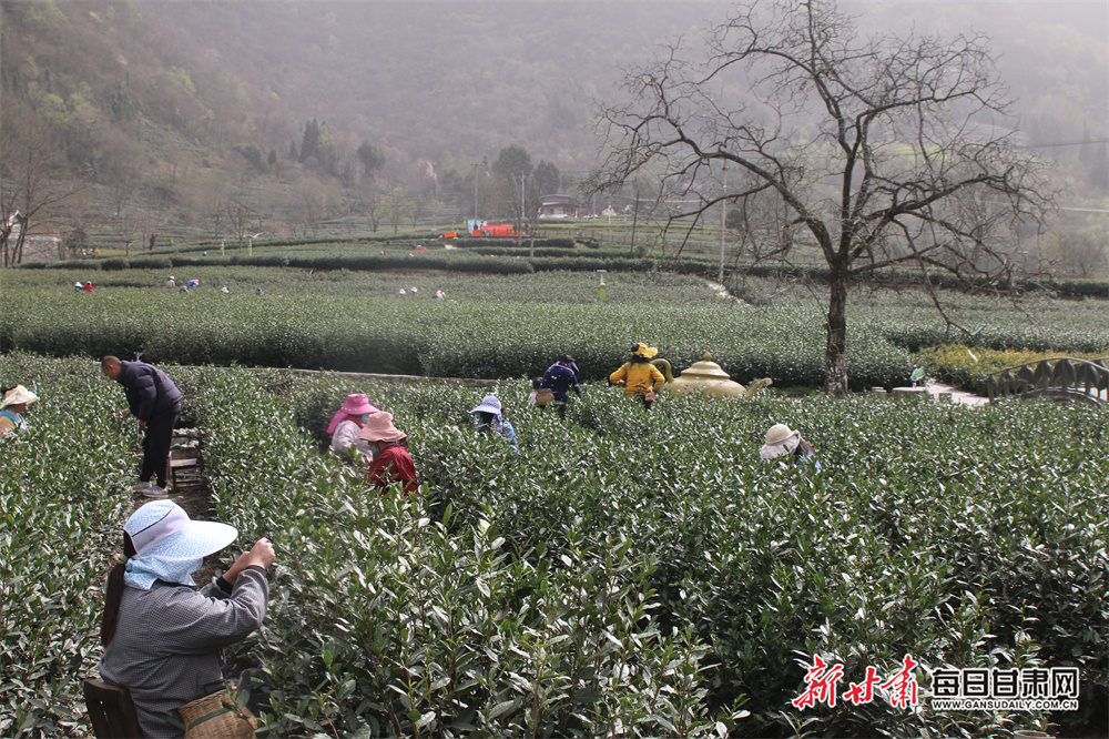 品春天第一缕茶香陇南文县明前茶开采_fororder_7