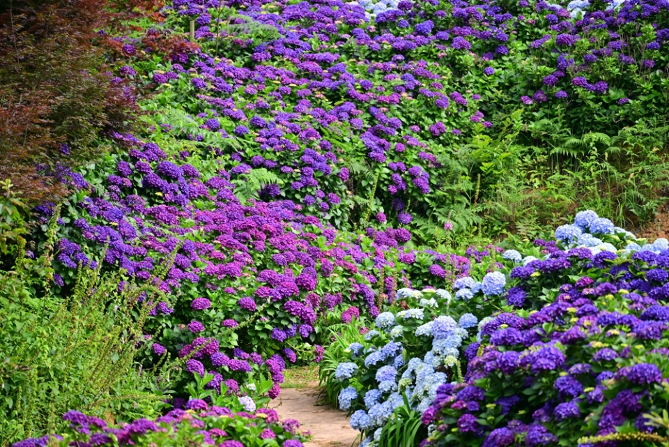 A Summer Love Letter: Hydrangeas in Full Bloom in Baiyun District, Guiyang_fororder_图片2