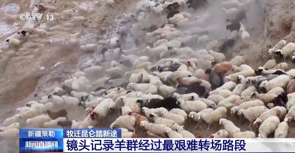 羊群陆续抵达春季牧场！下雪为什么是好事？聊聊转场那些事