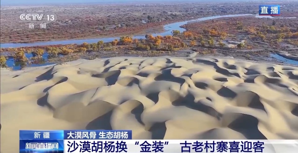 你在胡杨林下载歌载舞 他们在守护这些“沙漠英雄树”