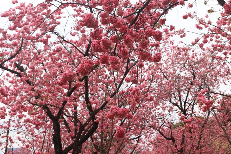 春天的云南宛如调色盘~送你一份超浪漫的《赏花图鉴》