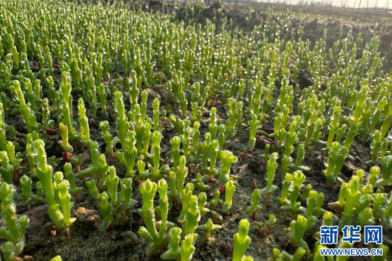 种在盐碱地、灌溉用海水 这样的“海水蔬菜”好吃吗？