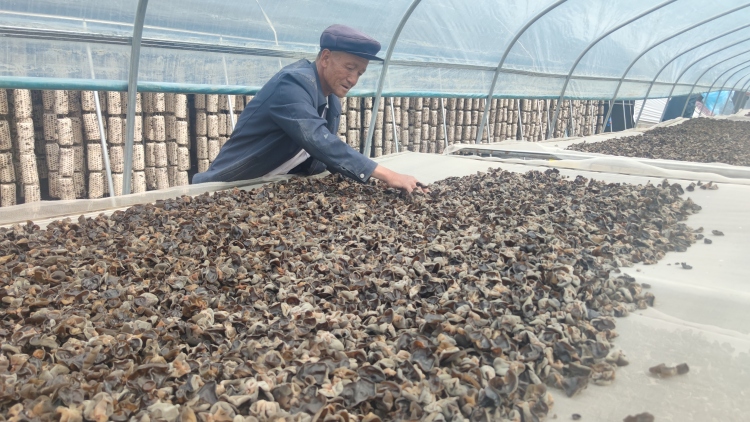 天水市清水县白沙镇：头茬黑木耳采摘 绘就产业新“丰”景_fororder_晾晒木耳