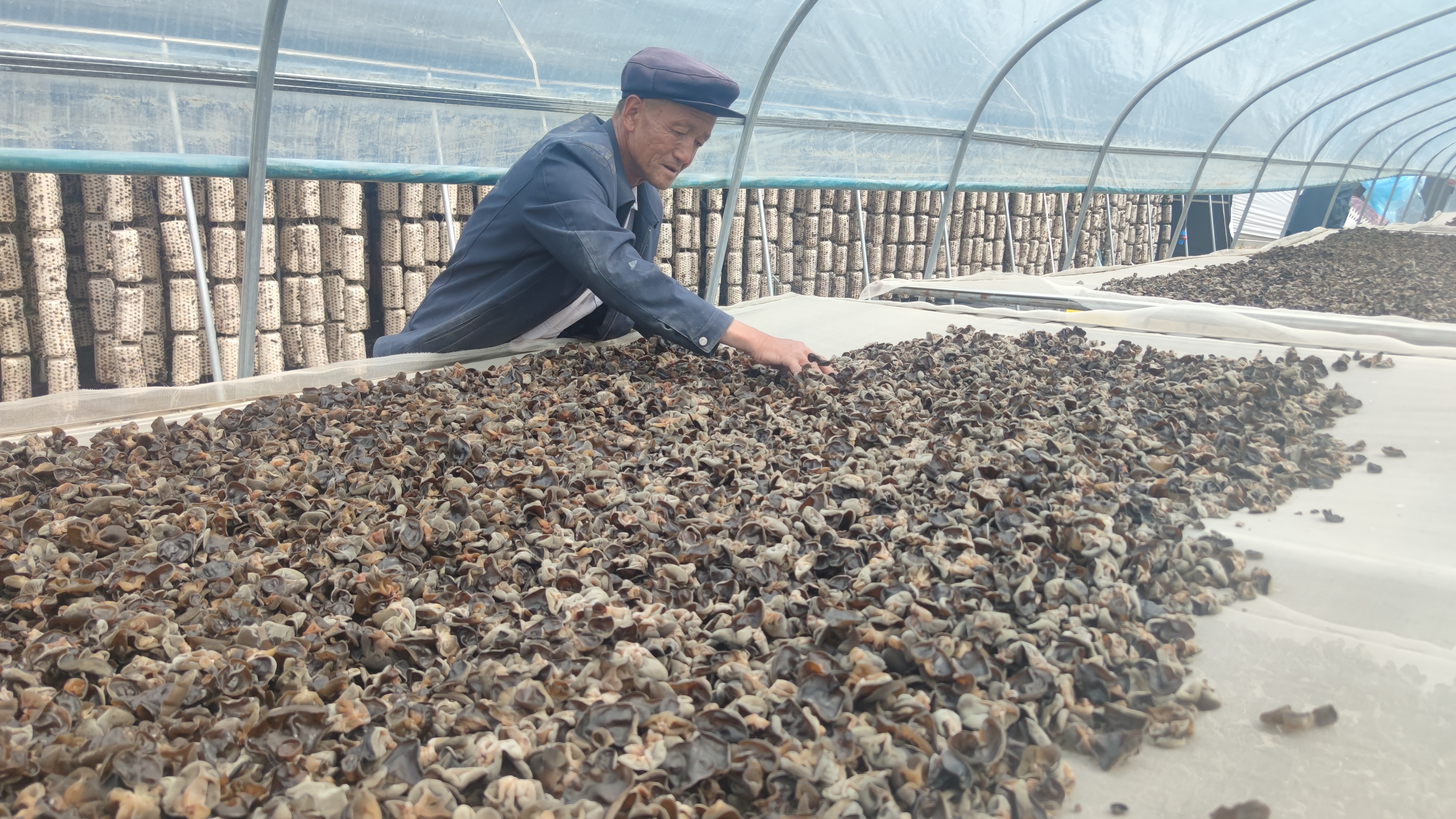 天水市清水县白沙镇：头茬黑木耳采摘 绘就产业新“丰”景_fororder_晾晒木耳