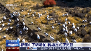 给草原放个假~祁连山20万头牛羊要下山“借牧”啦