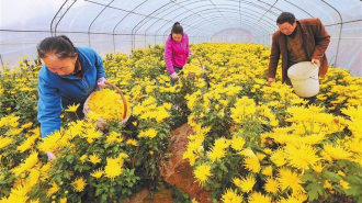 定西：临洮金丝皇菊上市