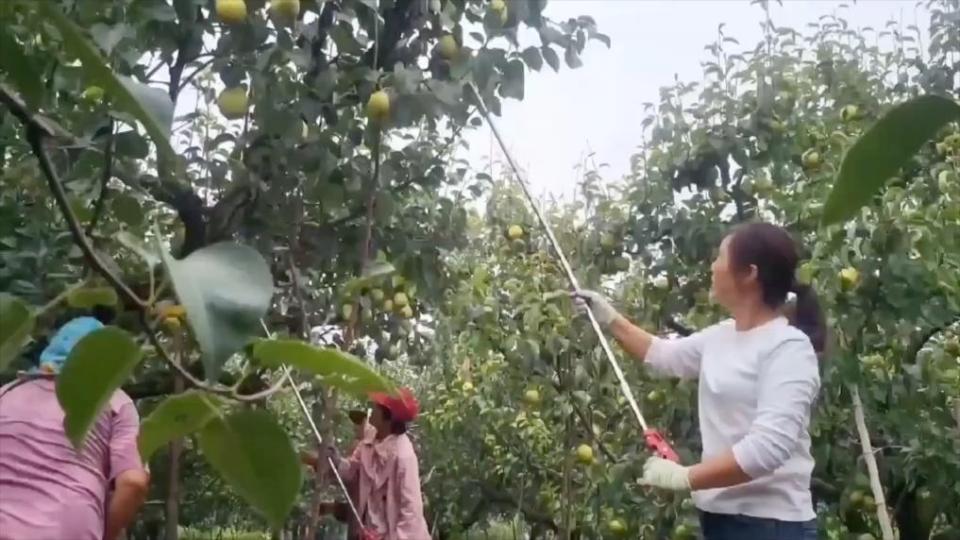 新华视点｜特色农业挖潜力 丰收喜悦满田间