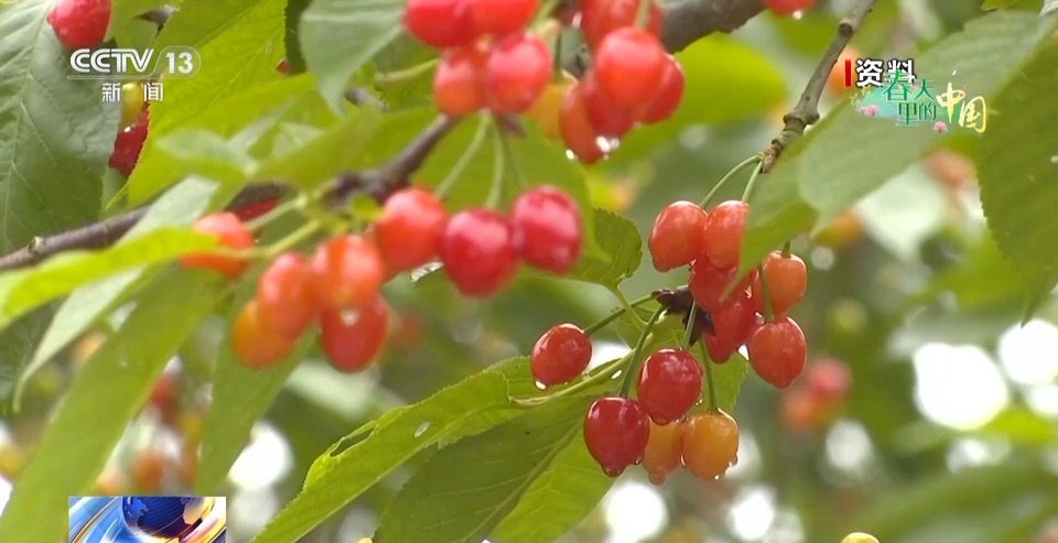 春日限定花海上线 赶紧来这些宝藏地打卡吧