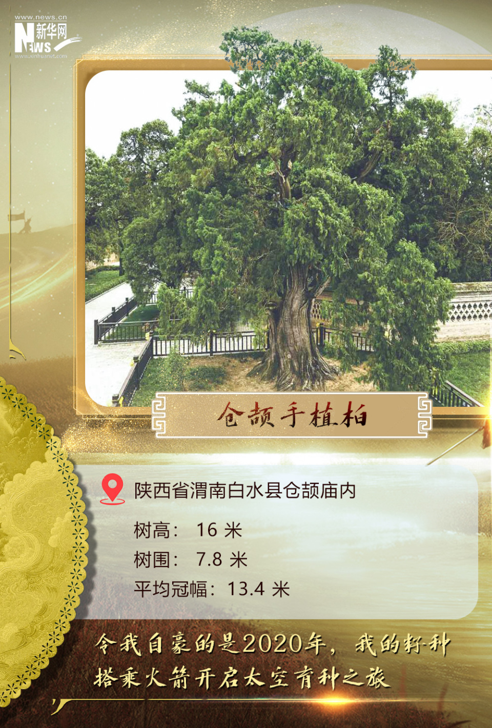 树载千秋·同根同祖丨5000岁古树下感受中华文明生生不息
