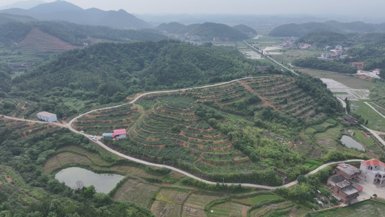 湖南衡阳县蓝莓喜丰收 果香飘满园_fororder_4