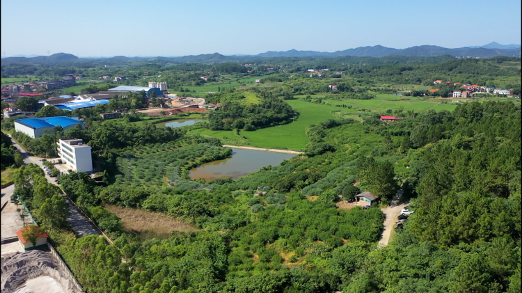 湖南衡阳县水蜜桃新品种上市 夏日采摘引客来_fororder_图片1