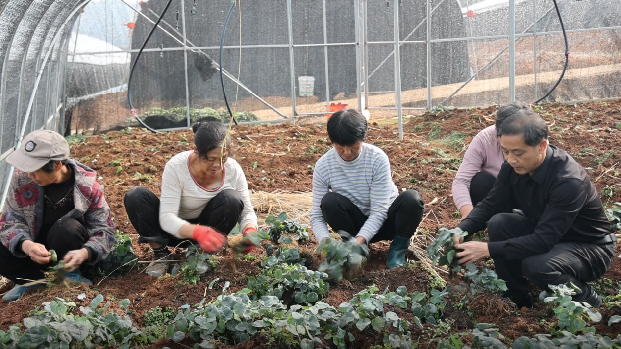 湖南新宁盘活山林“绿色家底” 做优富民“增收产量”_fororder_1