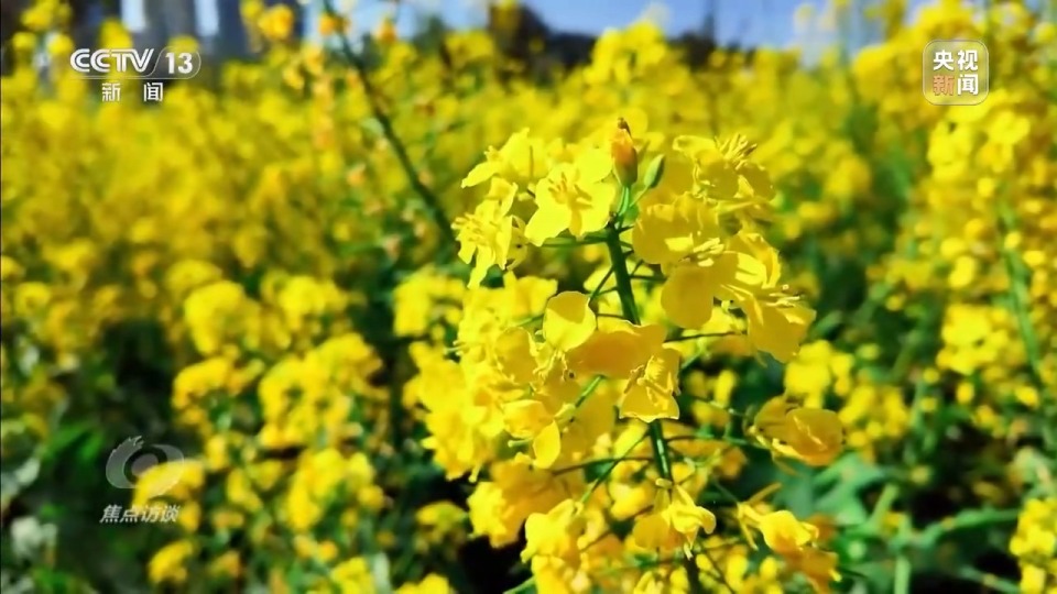 焦点访谈丨从春天出发 春日经济供需两旺活力足