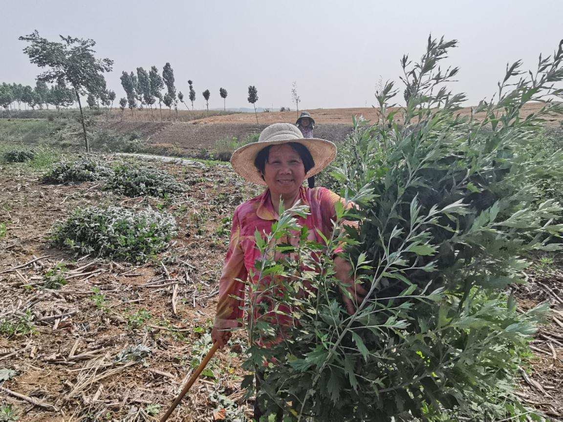 蚌埠市五河县东刘集镇：艾草飘香致富路 乡村振兴谱新篇_fororder_艾草飘香致富路3