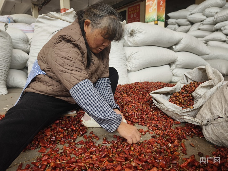 高质量发展看中国|黔北小辣椒 “辣”动致富大产业