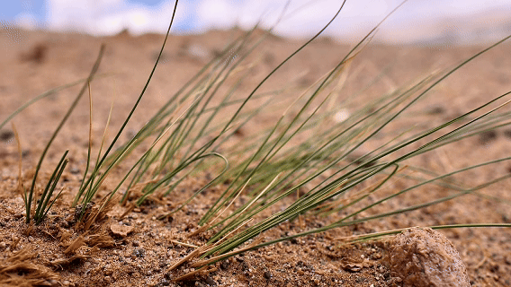 “高冷”经济看发展｜绿意攀高！海拔4000米之上的绿色革命