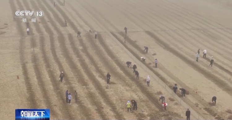 视频丨塔克拉玛干沙漠锁边扩绿工程启动 织密绿色防护网