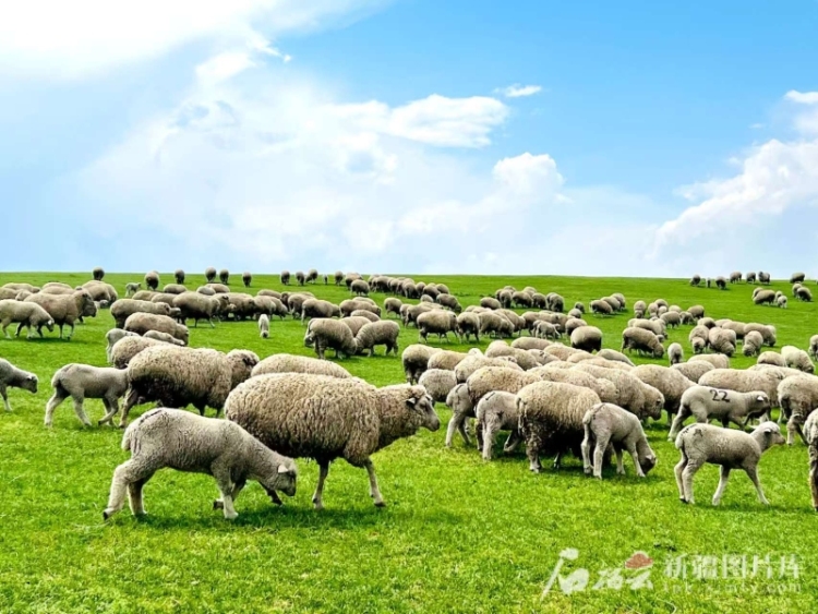 辉煌70年 奋进新征程 | 牧歌新唱