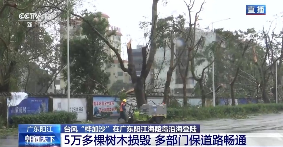 台风过境 广东阳江5万多棵树木损毁 多部门保道路畅通