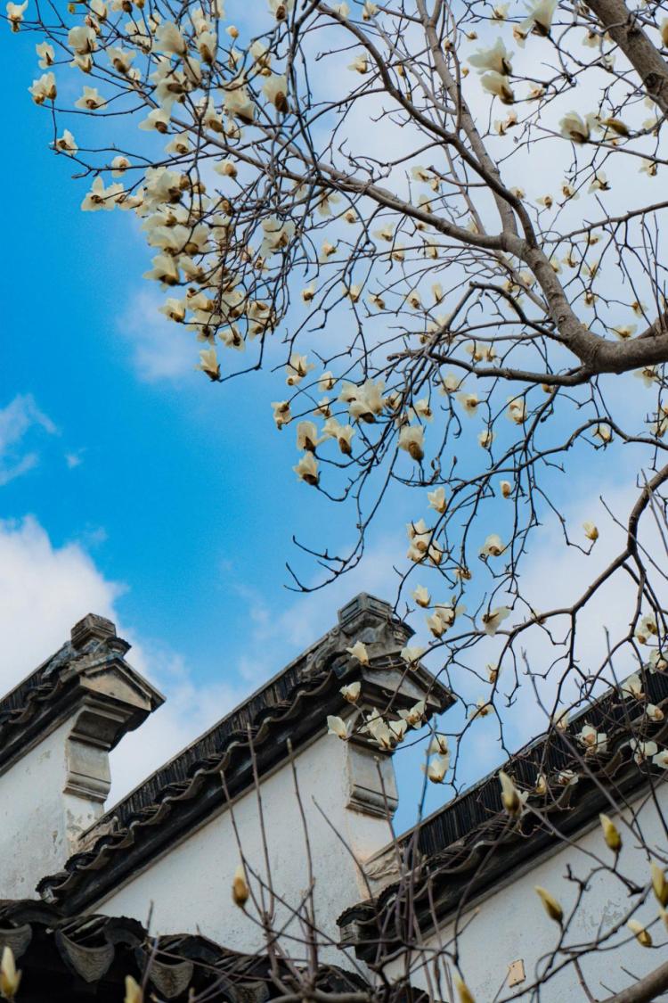 文化中国行·文博日历丨早春玉兰开 一起到全国古迹去追花（附打卡攻略）