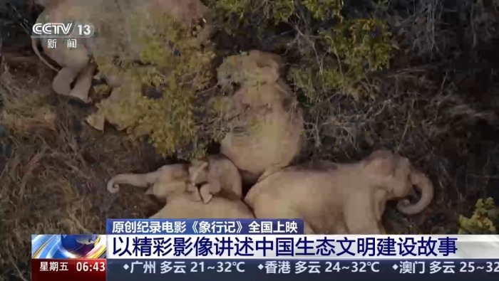 视频丨原创纪录电影《象行记》今起登陆院线 讲述中国亚洲象保护故事
